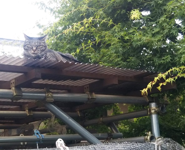 f:id:nekoyanookami:20190630174931j:plain