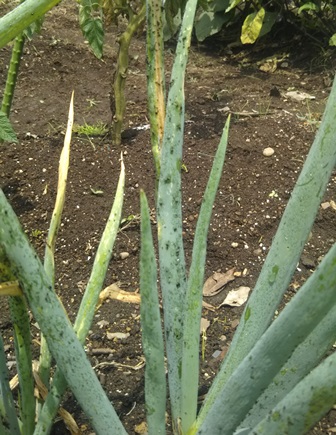 f:id:nekoyanookami:20190717193425j:plain f:id:nekoyanookami:20190717193425j:plain