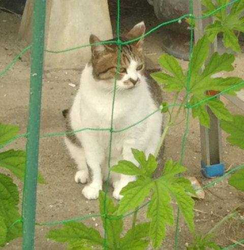 f:id:nekoyanookami:20190717194042j:plain f:id:nekoyanookami:20190717194042j:plain