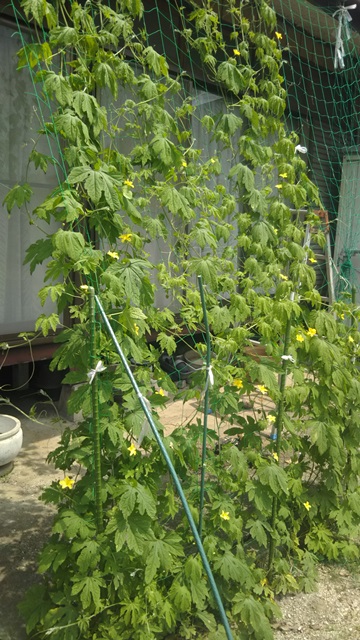 f:id:nekoyanookami:20190726154909j:plain f:id:nekoyanookami:20190726154909j:plain