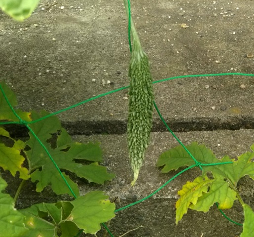 f:id:nekoyanookami:20190726154926j:plain f:id:nekoyanookami:20190726154926j:plain