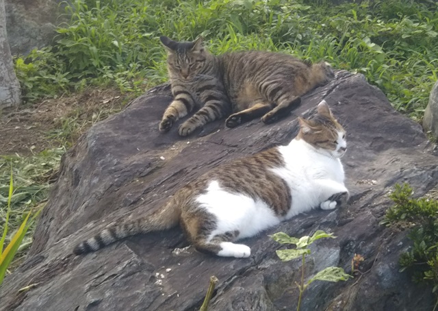 f:id:nekoyanookami:20190726155421j:plain f:id:nekoyanookami:20190726155421j:plain