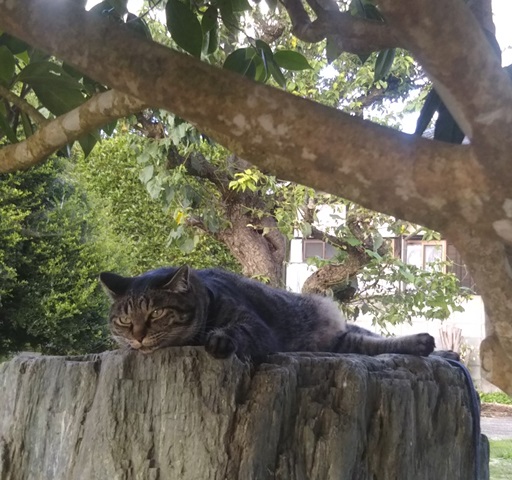 f:id:nekoyanookami:20190726155440j:plain f:id:nekoyanookami:20190726155440j:plain