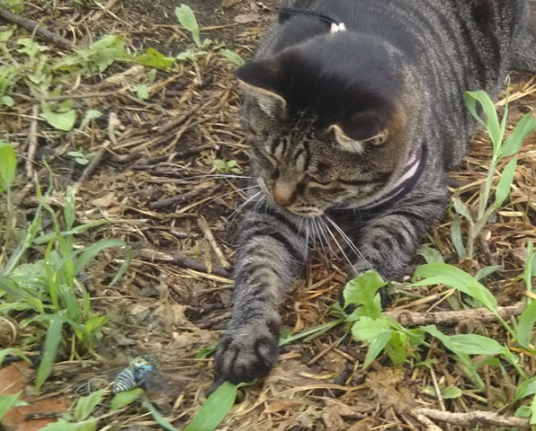 f:id:nekoyanookami:20190729155819j:plain f:id:nekoyanookami:20190729155819j:plain
