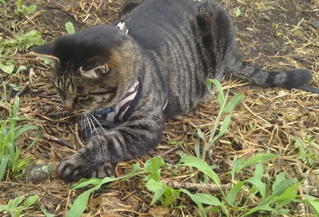 f:id:nekoyanookami:20190729155837j:plain f:id:nekoyanookami:20190729155837j:plain