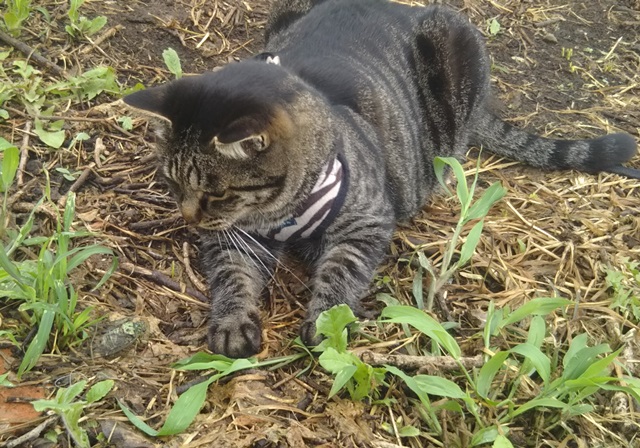 f:id:nekoyanookami:20190729160257j:plain f:id:nekoyanookami:20190729160257j:plain