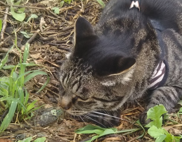 f:id:nekoyanookami:20190729160320j:plain f:id:nekoyanookami:20190729160320j:plain
