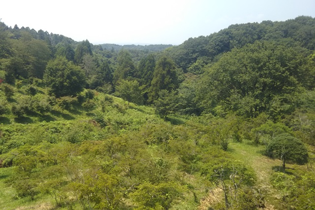 f:id:nekoyanookami:20190801154135j:plain