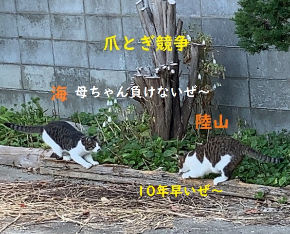 f:id:nekoyanookami:20190816121148j:plain
