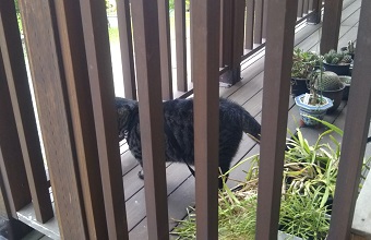 f:id:nekoyanookami:20190822184301j:plain f:id:nekoyanookami:20190822184301j:plain