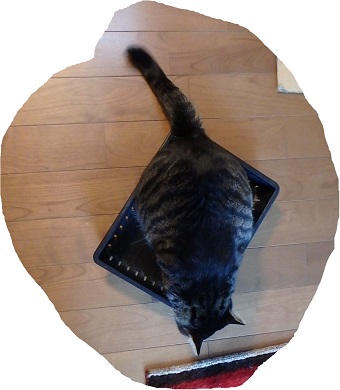 f:id:nekoyanookami:20190829223049j:plain f:id:nekoyanookami:20190829223049j:plain