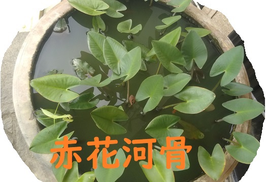 f:id:nekoyanookami:20190901171454j:plain f:id:nekoyanookami:20190901171454j:plain