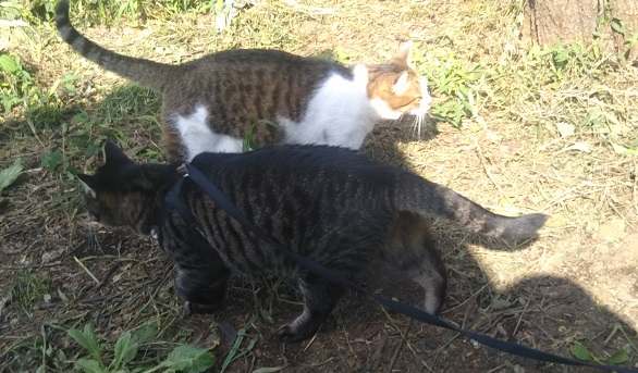 f:id:nekoyanookami:20190906181051j:plain f:id:nekoyanookami:20190906181051j:plain