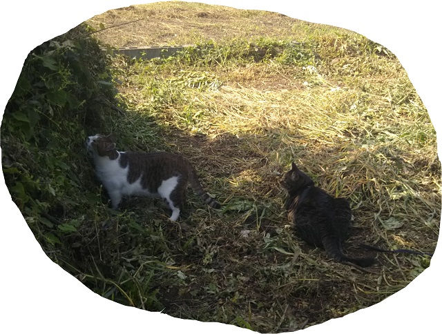 f:id:nekoyanookami:20190906181203j:plain f:id:nekoyanookami:20190906181203j:plain