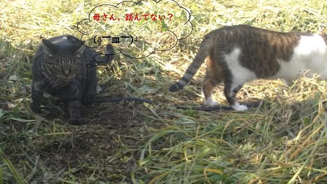 f:id:nekoyanookami:20190906181506j:plain f:id:nekoyanookami:20190906181506j:plain