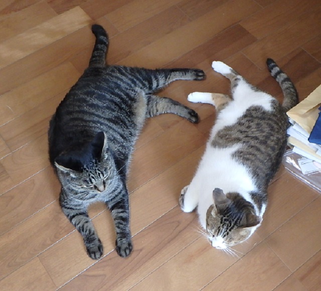 f:id:nekoyanookami:20190906182645j:plain f:id:nekoyanookami:20190906182645j:plain