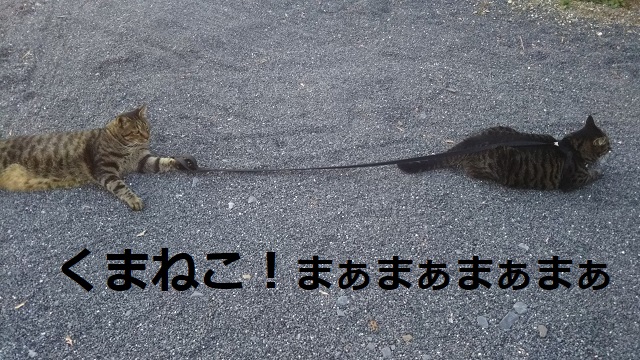 f:id:nekoyanookami:20190910151146j:plain