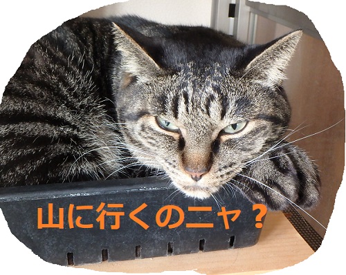 f:id:nekoyanookami:20190915182210j:plain f:id:nekoyanookami:20190915182210j:plain