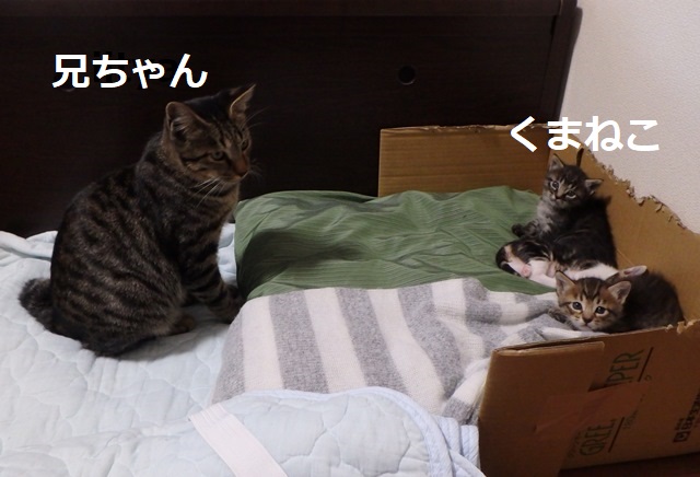 f:id:nekoyanookami:20190917185935j:plain
