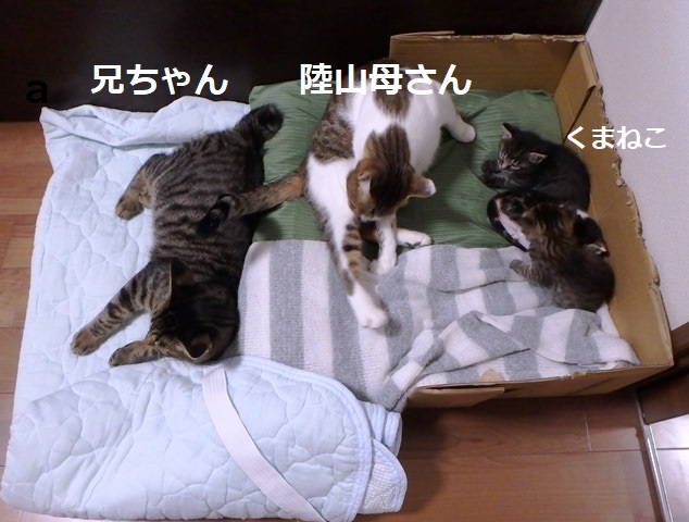 f:id:nekoyanookami:20190917190338j:plain