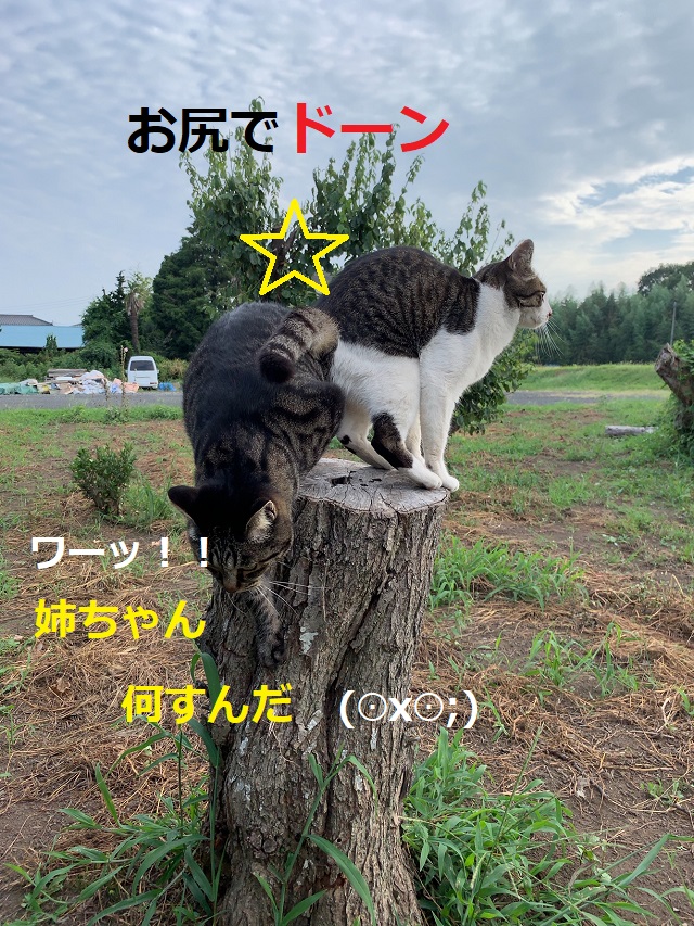 f:id:nekoyanookami:20190917190837j:plain