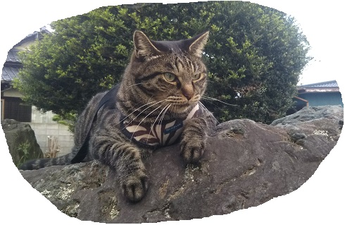 f:id:nekoyanookami:20190917192334j:plain