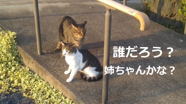 f:id:nekoyanookami:20190920144640j:plain