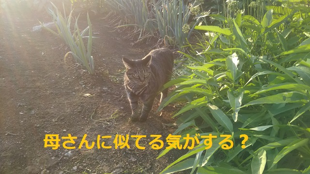 f:id:nekoyanookami:20190920144722j:plain
