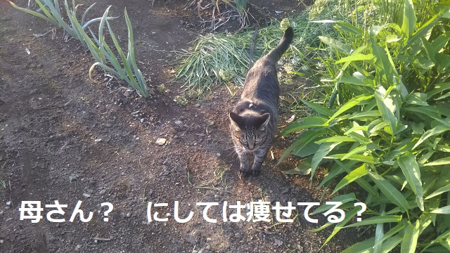 f:id:nekoyanookami:20190920151135j:plain