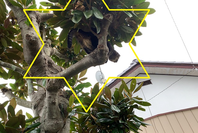 f:id:nekoyanookami:20190925225018j:plain f:id:nekoyanookami:20190925225018j:plain