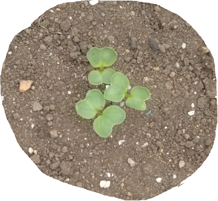 f:id:nekoyanookami:20190925225633j:plain f:id:nekoyanookami:20190925225633j:plain
