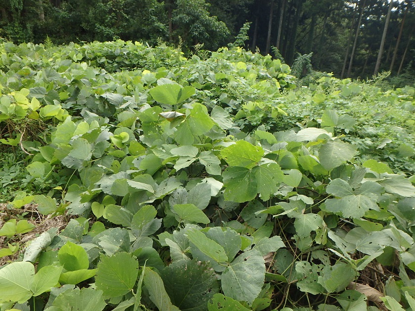 f:id:nekoyanookami:20190929150254j:plain f:id:nekoyanookami:20190929150254j:plain