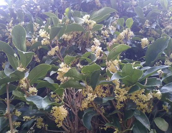 f:id:nekoyanookami:20191018235534j:plain f:id:nekoyanookami:20191018235534j:plain