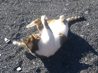 f:id:nekoyanookami:20191123142632j:plain f:id:nekoyanookami:20191123142632j:plain