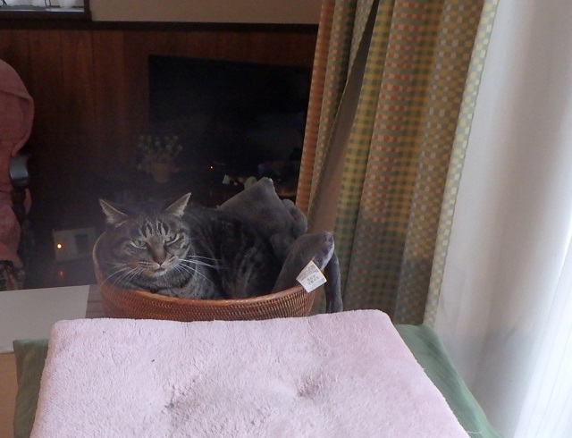 f:id:nekoyanookami:20191129184049j:plain f:id:nekoyanookami:20191129184049j:plain