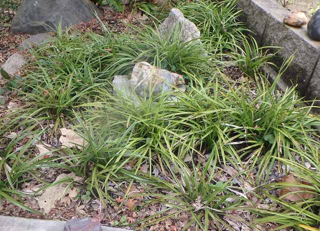 f:id:nekoyanookami:20191129185638j:plain f:id:nekoyanookami:20191129185638j:plain