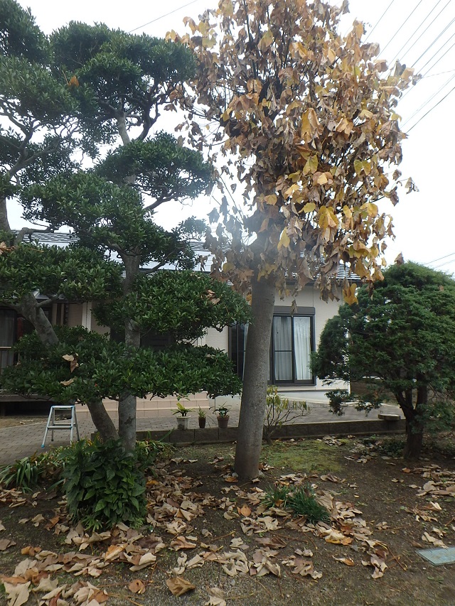 f:id:nekoyanookami:20191129185847j:plain f:id:nekoyanookami:20191129185847j:plain