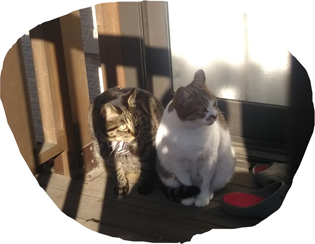 f:id:nekoyanookami:20191223175225j:plain f:id:nekoyanookami:20191223175225j:plain