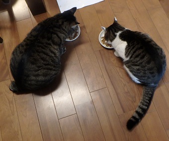 f:id:nekoyanookami:20200113231911j:plain f:id:nekoyanookami:20200113231911j:plain