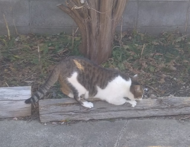 f:id:nekoyanookami:20200207182433j:plain f:id:nekoyanookami:20200207182433j:plain