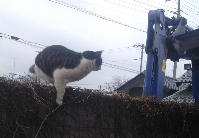 f:id:nekoyanookami:20200220141519j:plain