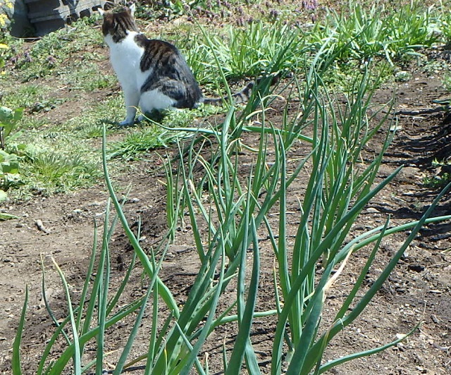 f:id:nekoyanookami:20200318220405j:plain f:id:nekoyanookami:20200318220405j:plain