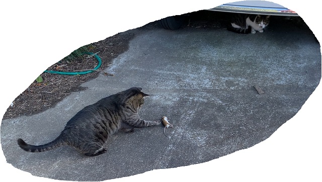 f:id:nekoyanookami:20200324135922j:plain f:id:nekoyanookami:20200324135922j:plain