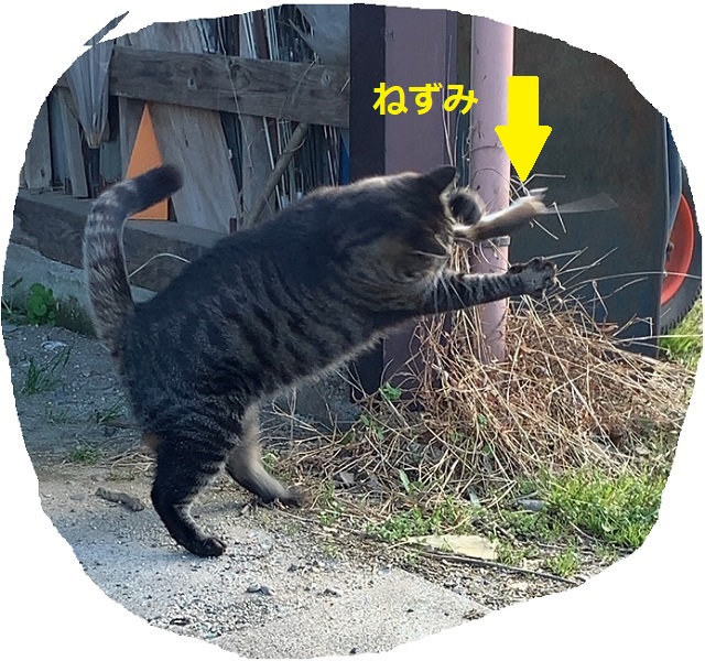 f:id:nekoyanookami:20200324140034j:plain f:id:nekoyanookami:20200324140034j:plain