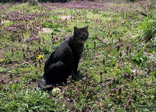 f:id:nekoyanookami:20200324144808j:plain f:id:nekoyanookami:20200324144808j:plain