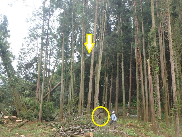 f:id:nekoyanookami:20200517142338j:plain f:id:nekoyanookami:20200517142338j:plain