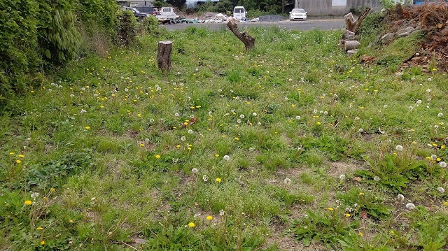 f:id:nekoyanookami:20200528153629j:plain