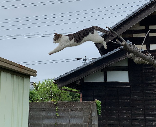 f:id:nekoyanookami:20200529225446j:plain