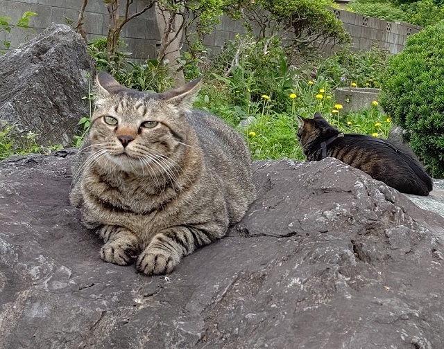 f:id:nekoyanookami:20200609155206j:plain f:id:nekoyanookami:20200609155206j:plain