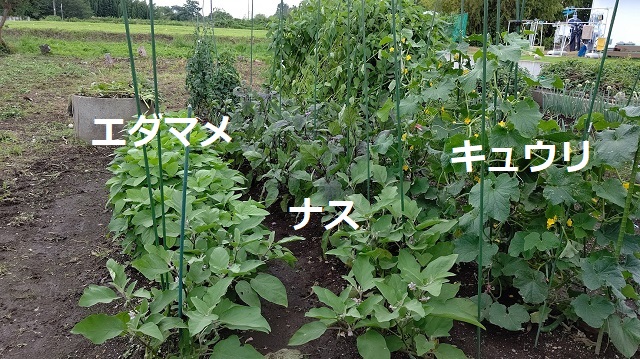 f:id:nekoyanookami:20200708193154j:plain